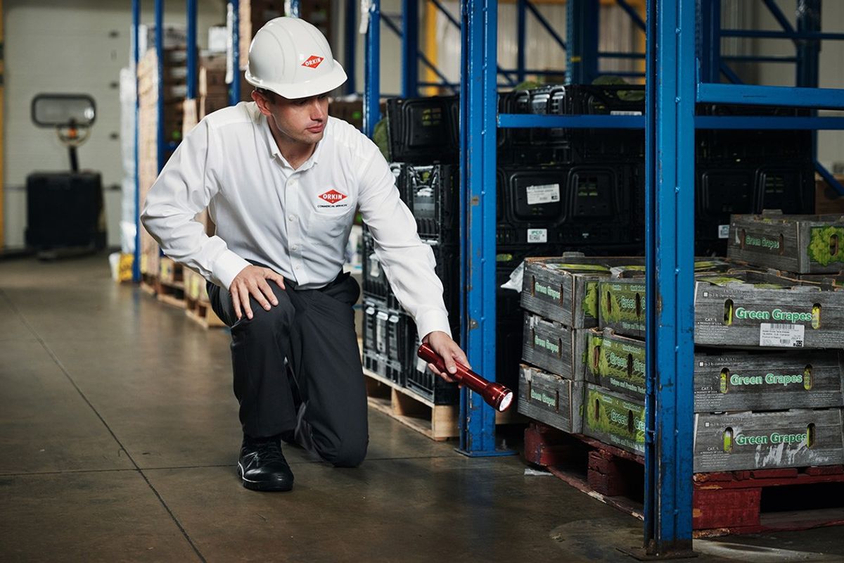 Rodent Reality Check: Myths, Risks & Prevention